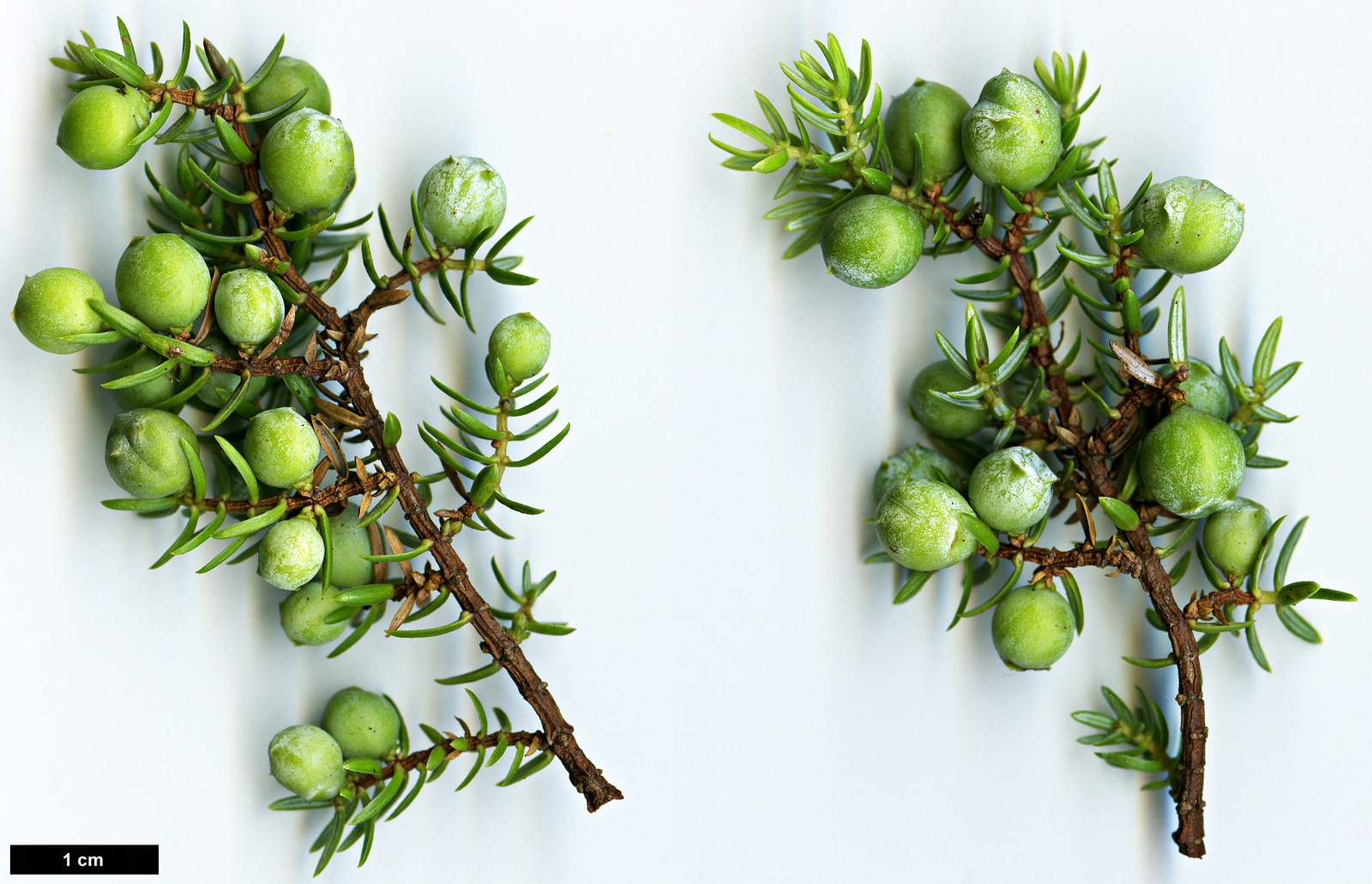 High resolution image: Family: Cupressaceae - Genus: Juniperus - Taxon: brevifolia